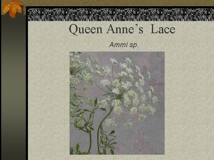 Queen Anne’s Lace Ammi sp. 