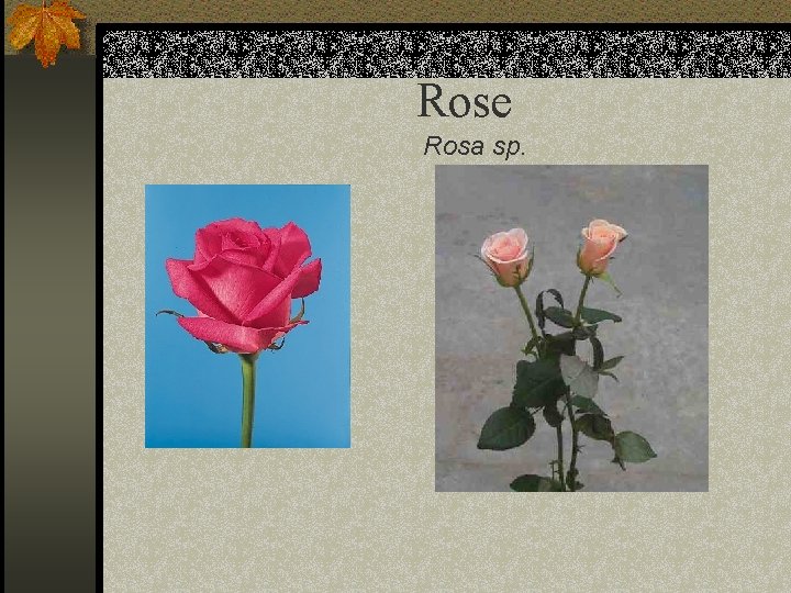 Rose Rosa sp. 