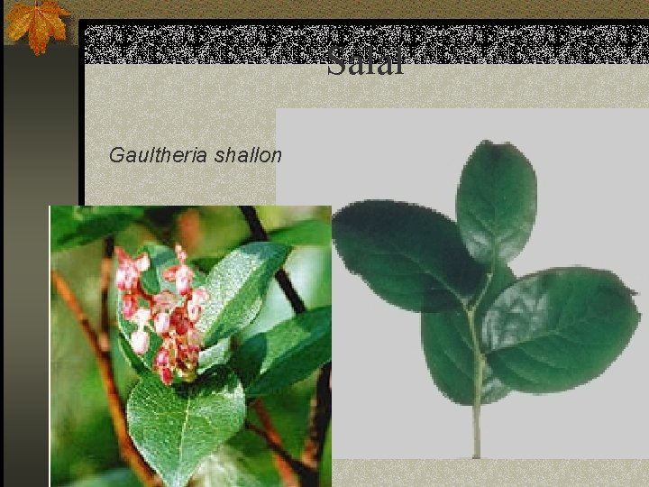 Salal Gaultheria shallon 