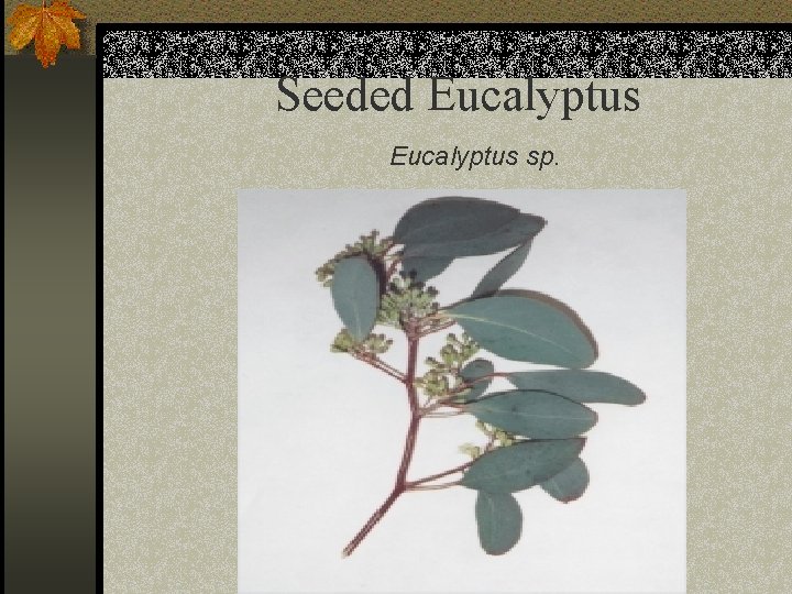 Seeded Eucalyptus sp. 