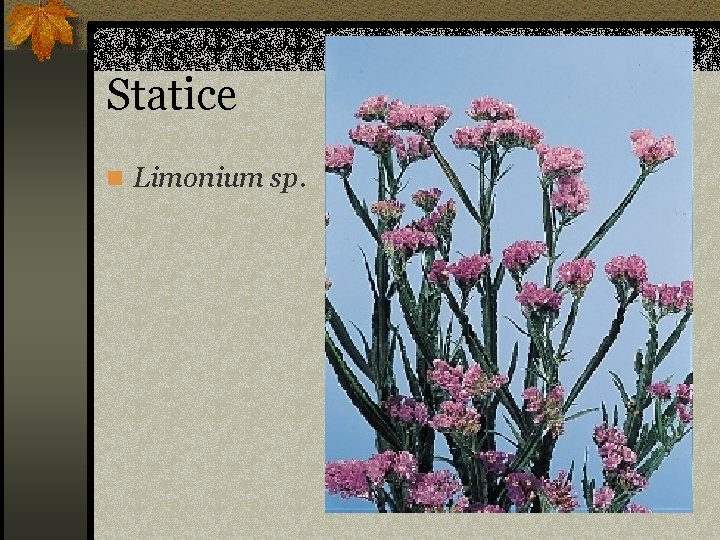 Statice n Limonium sp. 