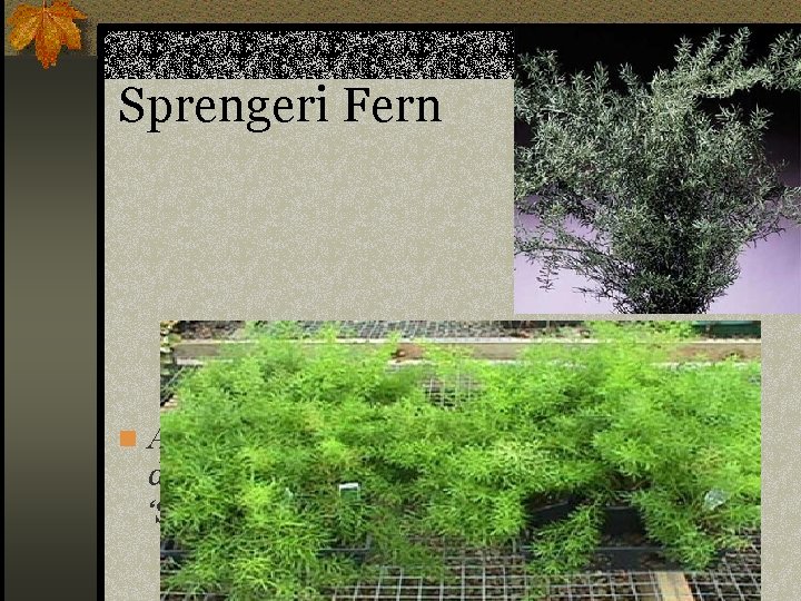 Sprengeri Fern n Asparagus densiflorus ‘Sprengeri’ 