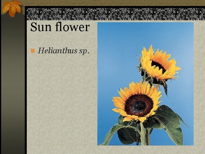 Sun flower n Helianthus sp. 