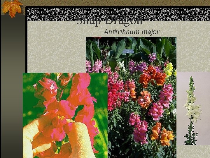 Snap Dragon Antirrihnum major 