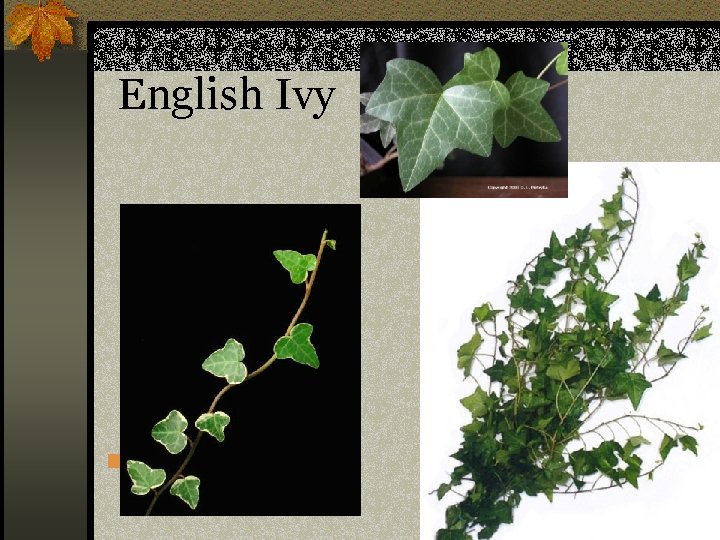 English Ivy n Hedra helix 