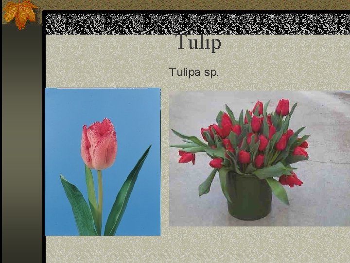 Tulipa sp. 