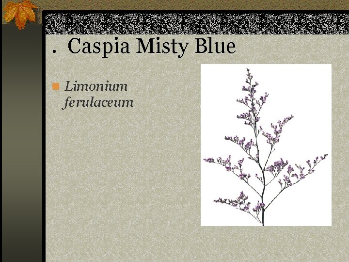 . Caspia Misty Blue n Limonium ferulaceum 