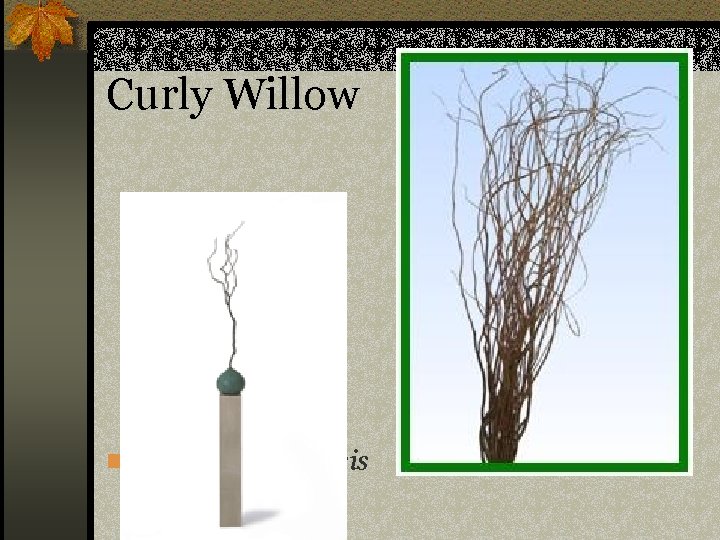 Curly Willow n Salix sachalinensis 