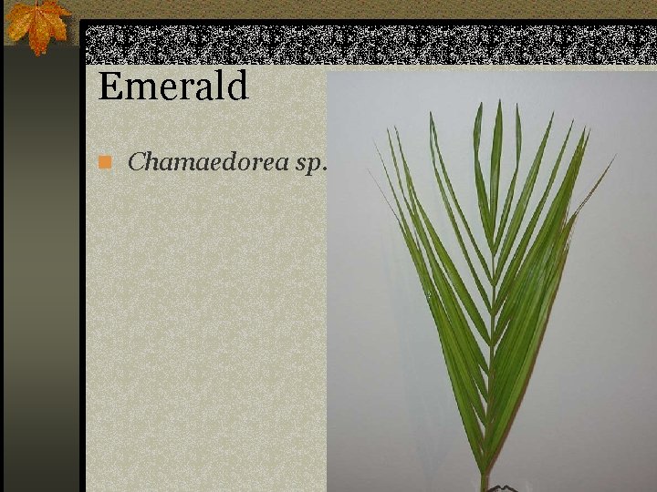 Emerald n Chamaedorea sp. 