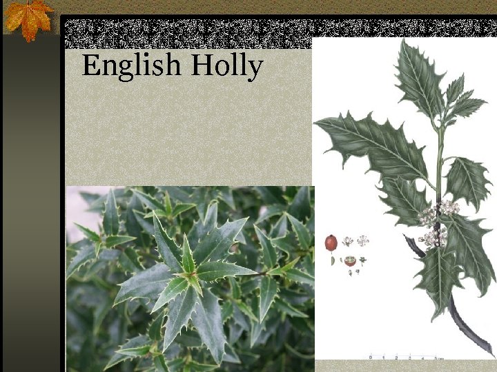 English Holly n Ilex aquifolium 