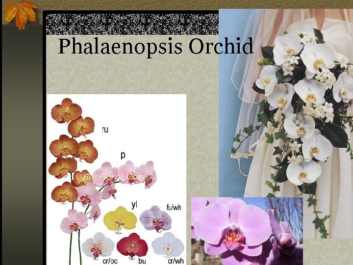 Phalaenopsis Orchid n Phalaenopsis sp. 