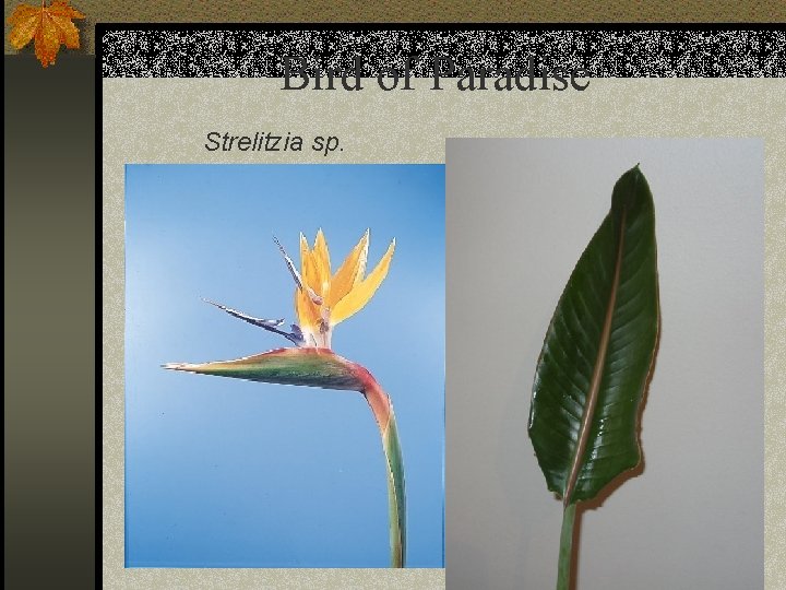 Bird of Paradise Strelitzia sp. 