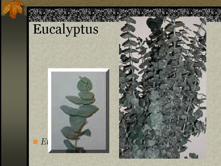 Eucalyptus n Eucalyptus sp. 