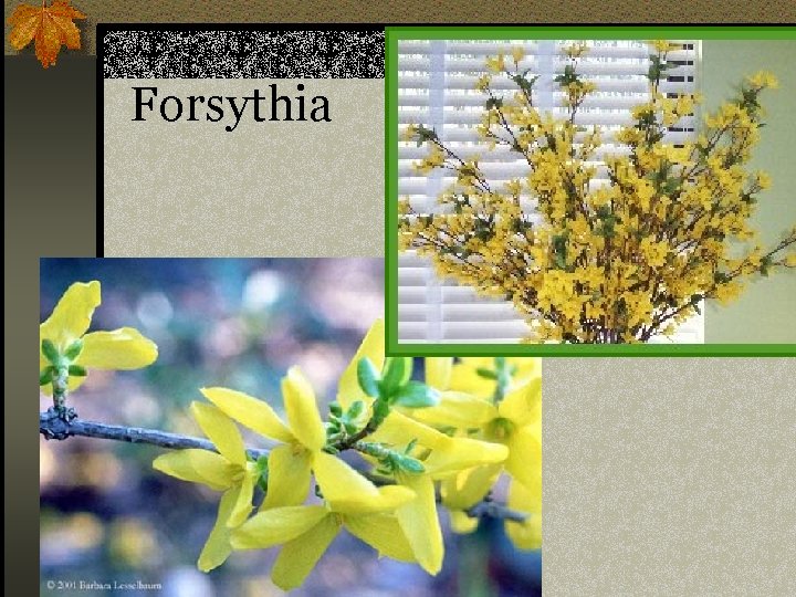 Forsythia n Forsythia x intermedia 