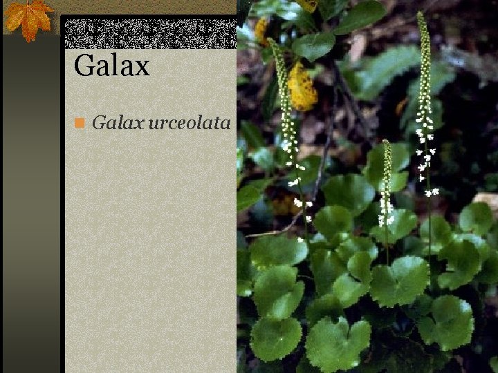 Galax n Galax urceolata 