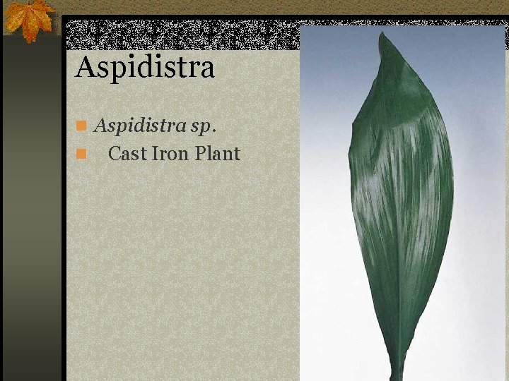 Aspidistra n Aspidistra sp. n Cast Iron Plant 