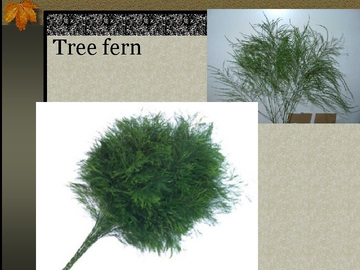 Tree fern n Asparagus sp. 