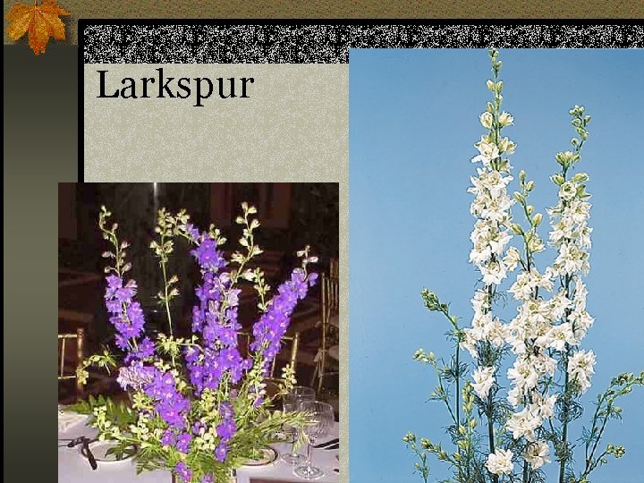 Larkspur n Consolida ambigua 