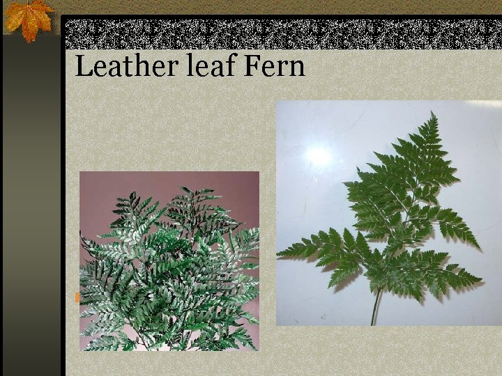 Leather leaf Fern n Rumohra adiantiformis 