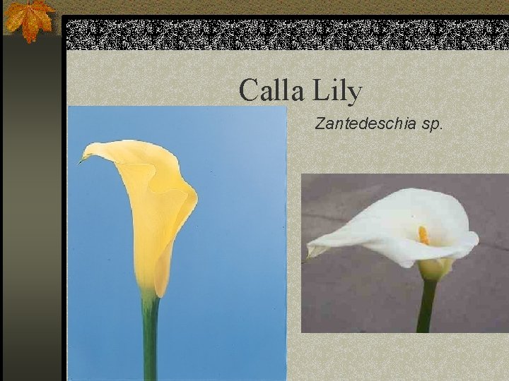 Calla Lily Zantedeschia sp. 