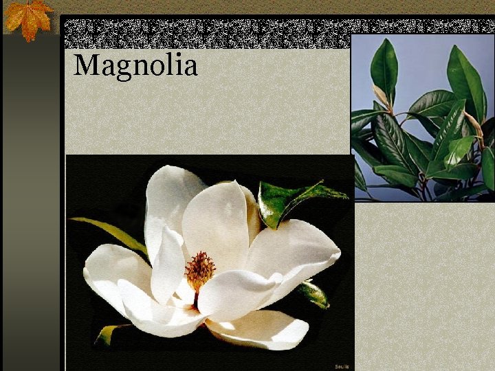 Magnolia n Magnolia grandiflora 