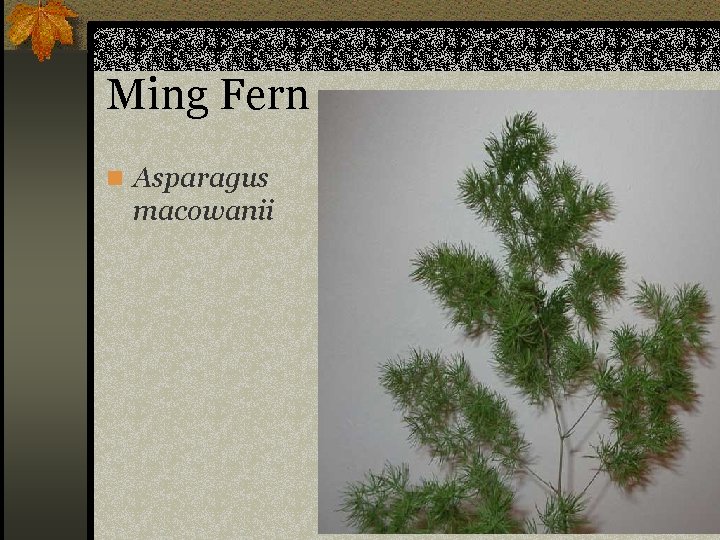 Ming Fern n Asparagus macowanii 