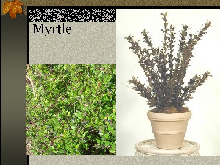 Myrtle n Myrtus communis 