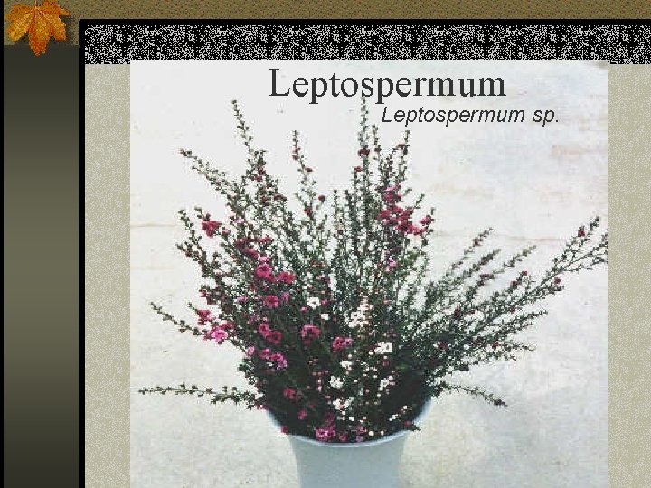 Leptospermum sp. 