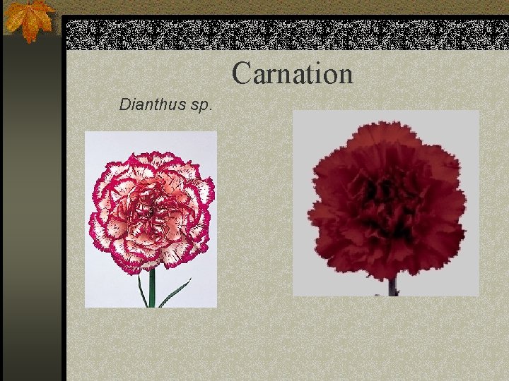 Carnation Dianthus sp. 