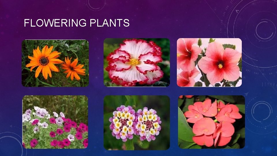 FLOWERING PLANTS 