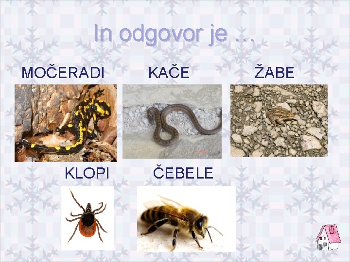 In odgovor je … MOČERADI KLOPI KAČE ČEBELE ŽABE 