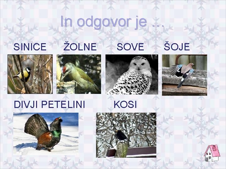 In odgovor je … SINICE ŽOLNE DIVJI PETELINI SOVE KOSI ŠOJE 