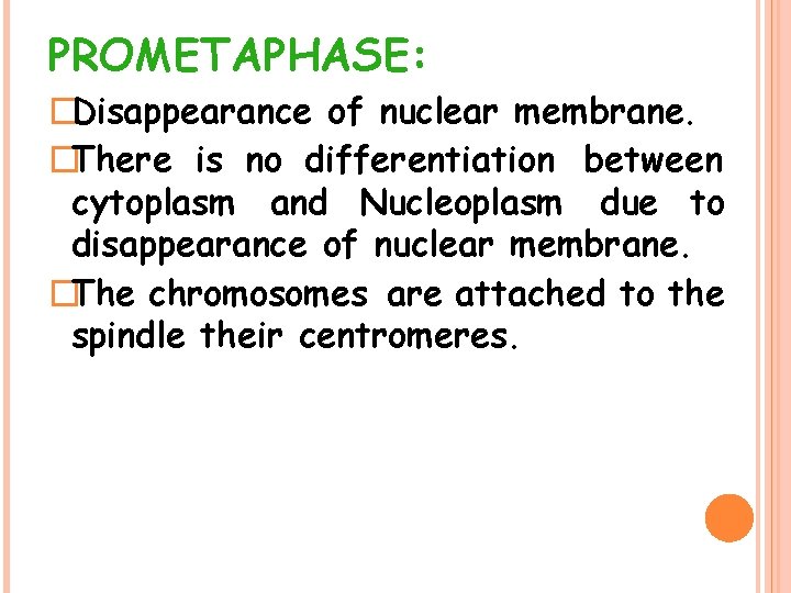 PROMETAPHASE: �Disappearance of nuclear membrane. �There is no differentiation between cytoplasm and Nucleoplasm due