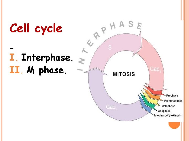Cell cycle I. Interphase. II. M phase. 