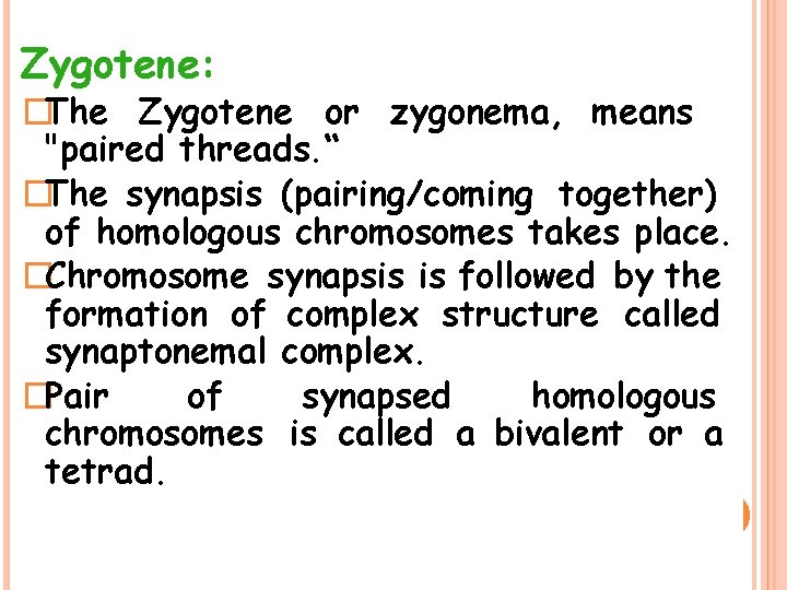 Zygotene: �The Zygotene or zygonema, means "paired threads. “ �The synapsis (pairing/coming together) of