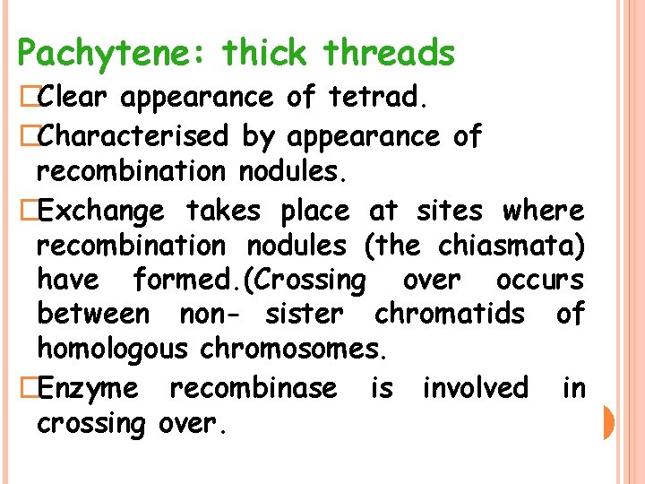Pachytene: thick threads �Clear appearance of tetrad. �Characterised by appearance of recombination nodules. �Exchange