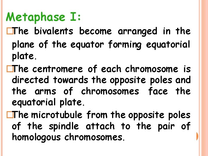 Metaphase I: �The bivalents become arranged in the plane of the equator forming equatorial