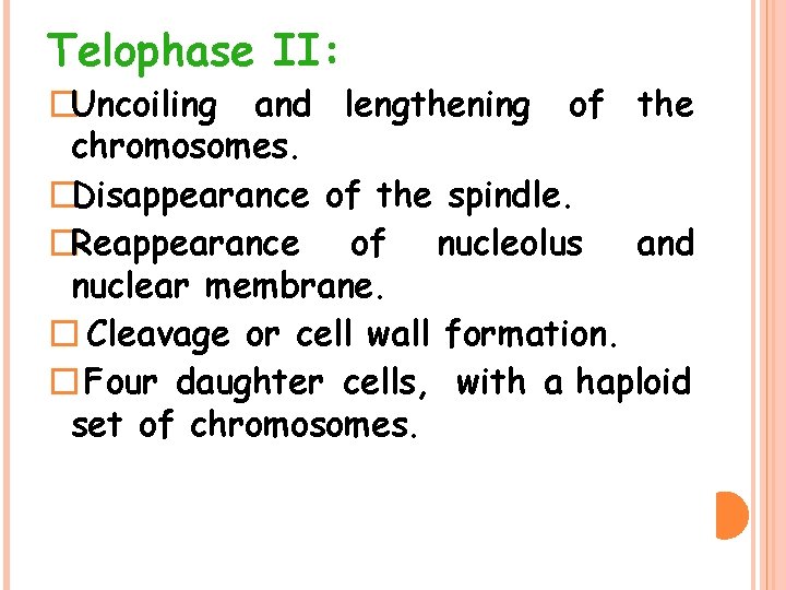 Telophase II: �Uncoiling and lengthening of the chromosomes. �Disappearance of the spindle. �Reappearance of