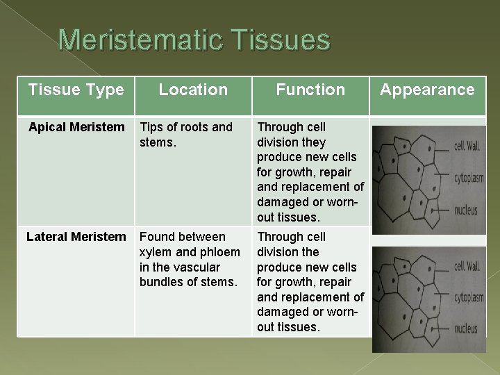 Meristematic Tissues Tissue Type Location Function Apical Meristem Tips of roots and stems. Through