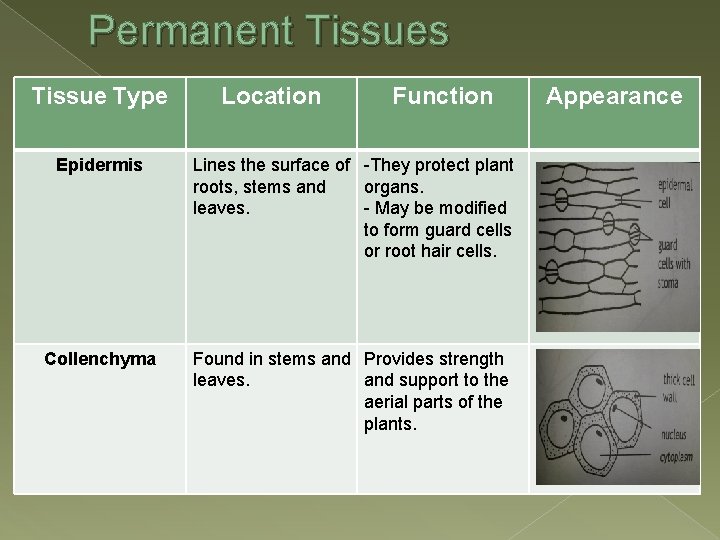 Permanent Tissues Tissue Type Location Function Epidermis Lines the surface of -They protect plant