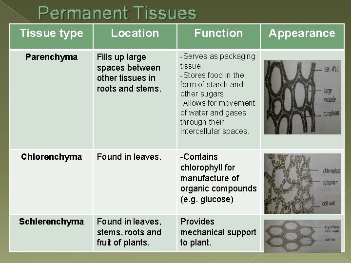 Permanent Tissues Tissue type Location Function Parenchyma Fills up large spaces between other tissues