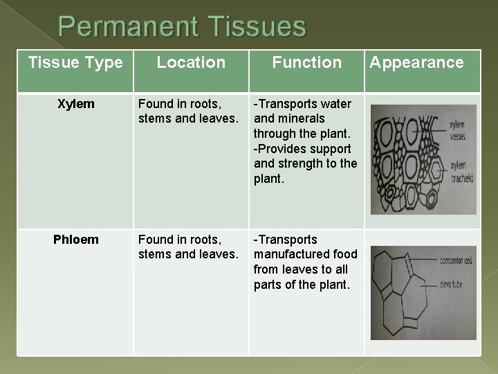 Permanent Tissues Tissue Type Location Function Xylem Found in roots, stems and leaves. -Transports