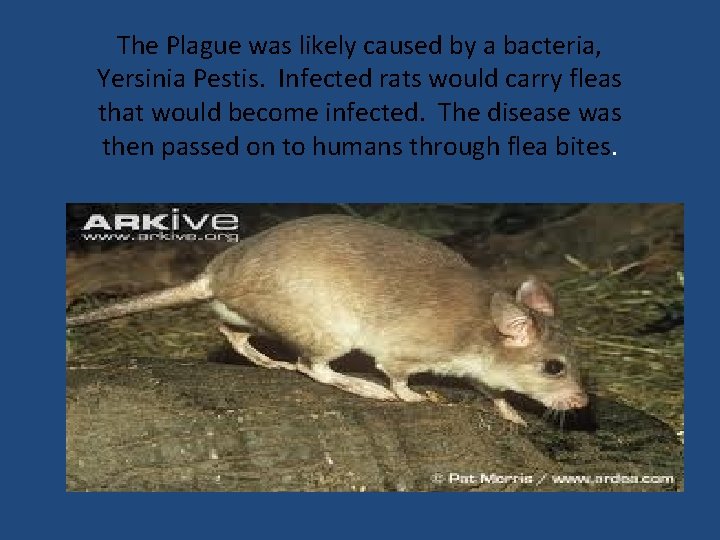 The Plague was likely caused by a bacteria, Yersinia Pestis. Infected rats would carry