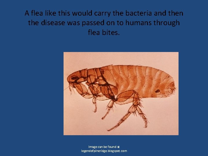 A flea like this would carry the bacteria and then the disease was passed