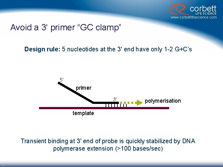 corbett LIFE SCIENCE www. corbettlifescience. com Avoid a 3' primer “GC clamp” Design rule: corbett LIFE SCIENCE www. corbettlifescience. com Avoid a 3' primer “GC clamp” Design rule:
