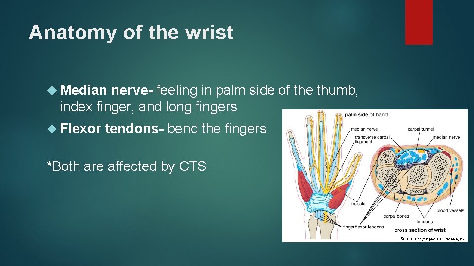 Anatomy of the wrist Median nerve- feeling in palm side of the thumb, index