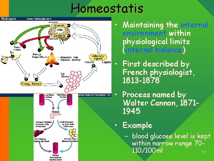 Homeostatis • Maintaining the internal environment within physiological limits (internal balance) • First described