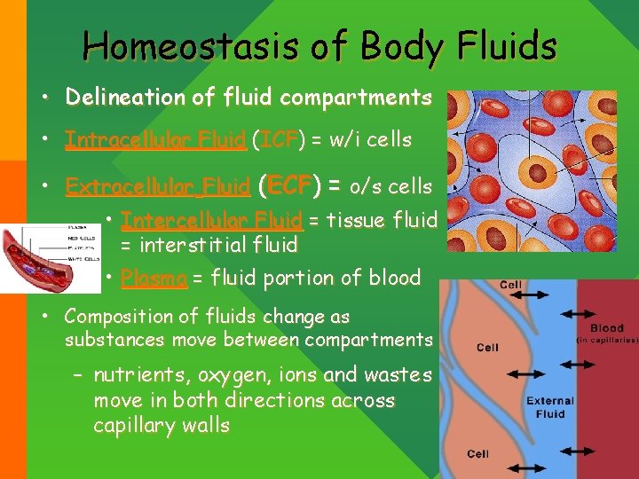 Homeostasis of Body Fluids • Delineation of fluid compartments • Intracellular Fluid (ICF) =