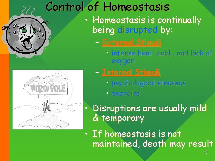 Control of Homeostasis • Homeostasis is continually being disrupted by: – External Stimuli •