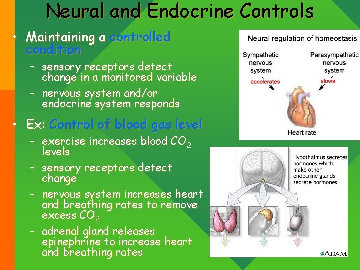 Neural and Endocrine Controls • Maintaining a controlled condition – sensory receptors detect change